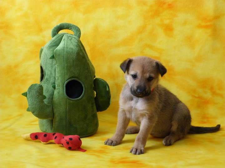 chinook puppy